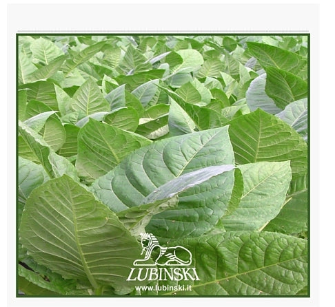 Buste HUMIDOR umidificate Lubinski x 25 SIGARI E Più Sigari Humibag